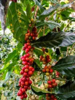 The Coffee Club Subscription - Image 2